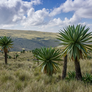 Simien Mountains - Giant lobelias